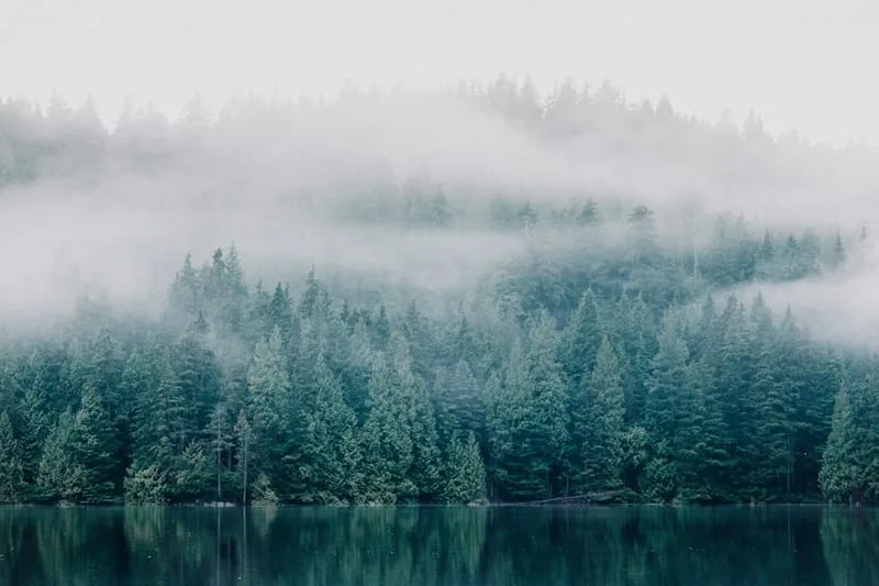 Bosque de coníferas envuelto en niebla sobre un lago en calma