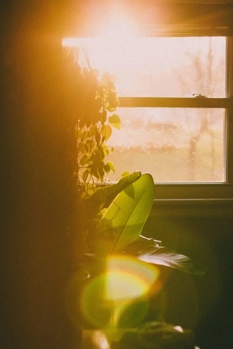 Plantas de interior a contraluz junto a una ventana soleada